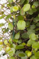 Muehlenbeckia axillaris 9 cm Topf - Größe nach Saison