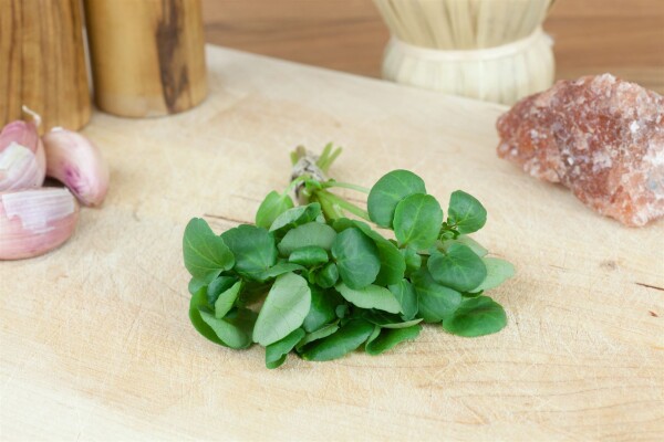 Nasturtium officinale 9 cm Topf - Größe nach Saison