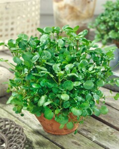 Nasturtium officinale 9 cm Topf - Größe nach Saison