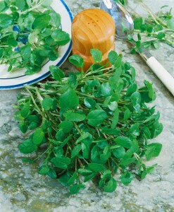 Nasturtium officinale 9 cm Topf - Größe nach Saison