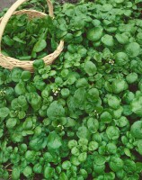 Nasturtium officinale 9 cm Topf - Größe nach Saison