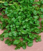 Nasturtium officinale 9 cm Topf - Größe nach Saison