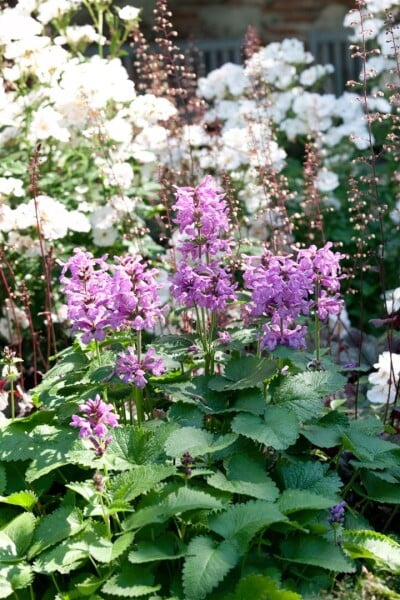 Nepeta racemosa 9 cm Topf - Größe nach Saison