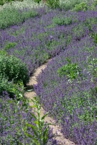 Nepeta racemosa 9 cm Topf - Größe nach Saison