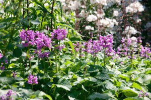 Nepeta racemosa 9 cm Topf - Größe nach Saison