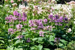 Nepeta racemosa 9 cm Topf - Größe nach Saison