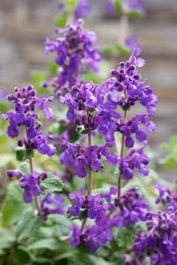 Nepeta racemosa 9 cm Topf - Größe nach Saison