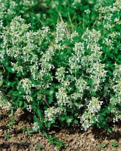 Nepeta racemosa 9 cm Topf - Größe nach Saison