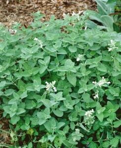 Nepeta racemosa 9 cm Topf - Größe nach Saison