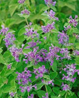 Nepeta racemosa 9 cm Topf - Größe nach Saison