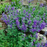 Nepeta racemosa 9 cm Topf - Größe nach Saison