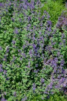 Nepeta racemosa 9 cm Topf - Größe nach Saison