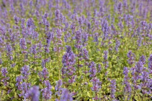 Nepeta racemosa Superba 9 cm Topf - Größe nach Saison