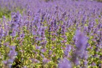 Nepeta racemosa Superba 9 cm Topf - Größe nach Saison