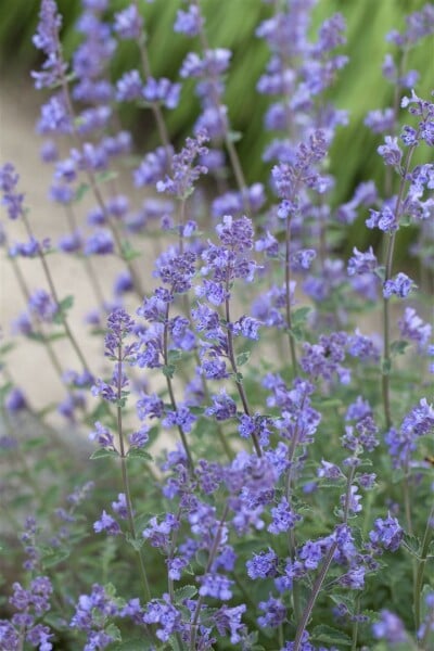 Nepeta x faassenii Senior 9 cm Topf - Größe nach Saison