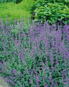 Nepeta x faassenii Senior 9 cm Topf - Größe nach Saison