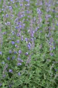 Nepeta x faassenii Senior 9 cm Topf - Größe nach Saison