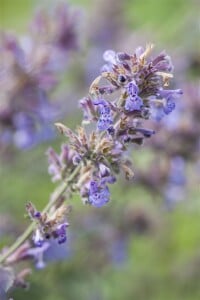 Nepeta x faassenii Senior 9 cm Topf - Größe nach Saison