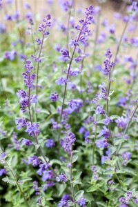 Nepeta x faassenii Senior 9 cm Topf - Größe nach Saison