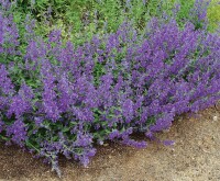 Nepeta x faassenii Senior 9 cm Topf - Größe nach Saison