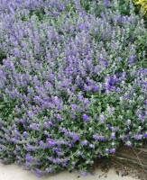 Nepeta x faassenii Senior 9 cm Topf - Größe nach Saison