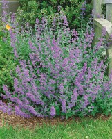 Nepeta x faassenii Senior 9 cm Topf - Größe nach Saison