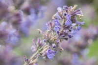 Nepeta x faassenii Senior 9 cm Topf - Größe nach Saison