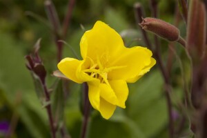 Oenothera odorata 9 cm Topf - Größe nach Saison