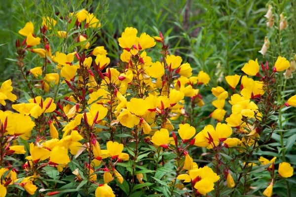 Oenothera tetragona Sonnenwende 9 cm Topf - Größe nach Saison