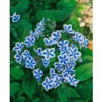Omphalodes cappadocica Starry Eyes 11 cm Topf -...
