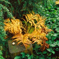 Onoclea sensibilis 9 cm Topf - Größe nach Saison