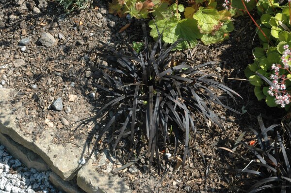 Ophiopogon planiscapus Nigrescens 9 cm Topf - Größe nach Saison