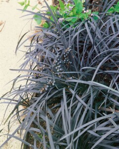 Ophiopogon planiscapus Nigrescens 9 cm Topf - Größe nach Saison