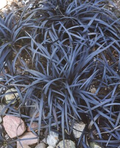 Ophiopogon planiscapus Nigrescens 9 cm Topf - Größe nach Saison