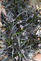 Ophiopogon planiscapus Nigrescens 9 cm Topf - Größe nach Saison