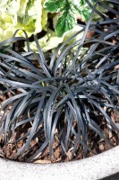 Ophiopogon planiscapus Nigrescens 9 cm Topf - Größe nach Saison