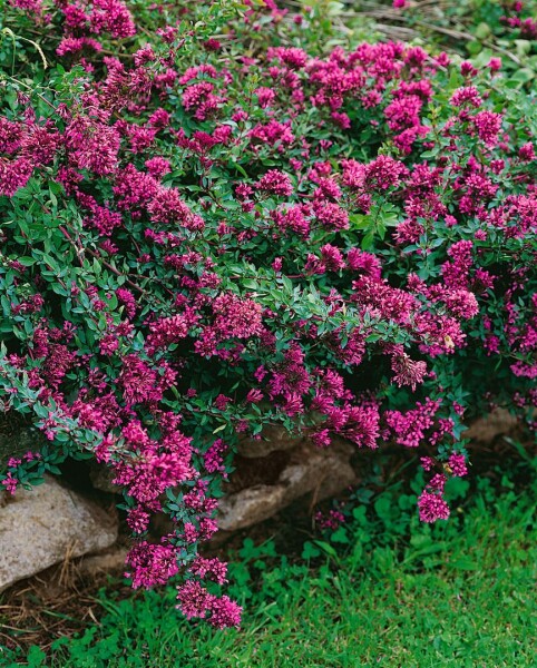 Origanum laevigatum Herrenhausen 9 cm Topf - Größe nach Saison