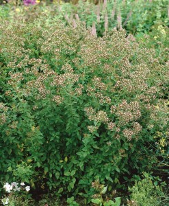 Origanum laevigatum Herrenhausen 9 cm Topf - Größe nach Saison