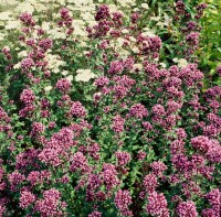 Origanum laevigatum Herrenhausen 9 cm Topf - Größe nach Saison