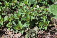 Origanum laevigatum Herrenhausen 9 cm Topf - Größe nach Saison