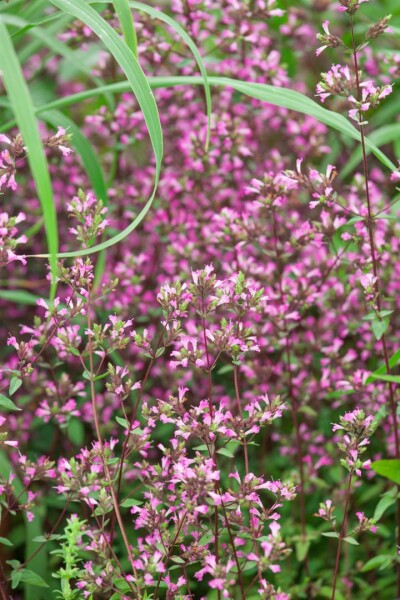 Origanum laevigatum Hopley 9 cm Topf - Größe nach Saison