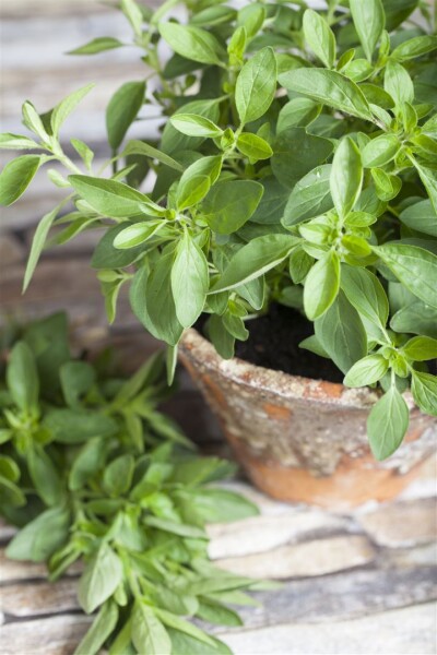 Origanum majorana 9 cm Topf - Größe nach Saison