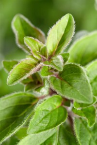 Origanum majorana 9 cm Topf - Größe nach Saison