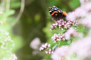 Origanum majorana 9 cm Topf - Größe nach Saison