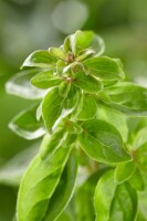 Origanum majorana 9 cm Topf - Größe nach Saison