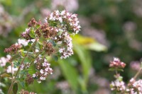 Origanum majorana 9 cm Topf - Größe nach Saison