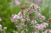 Origanum majorana 9 cm Topf - Größe nach Saison