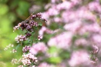 Origanum majorana 9 cm Topf - Größe nach Saison