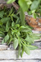 Origanum majorana 9 cm Topf - Größe nach Saison