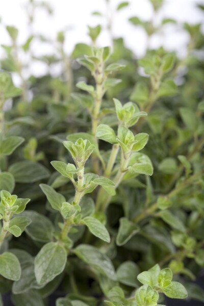 Origanum vulgare 9 cm Topf - Größe nach Saison